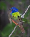 _2SB9405 painted bunting